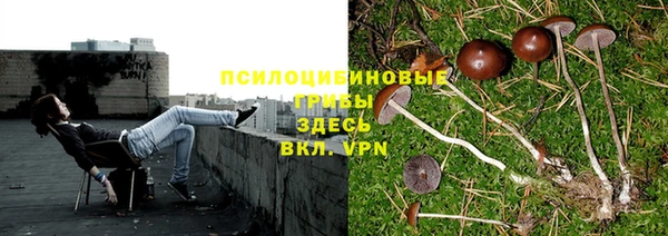 PSILOCYBIN Кирсанов