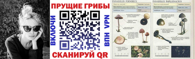 Псилоцибиновые грибы GOLDEN TEACHER Ипатово